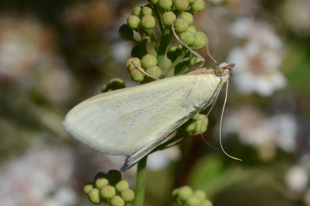 010 2016-07199729 Wachusett Meadow, MA.JPG - Carrot-Seed Moth (Sitochroa palealis). Wachusett Meadow Wildlife Refuge, MA, 7-29-2016